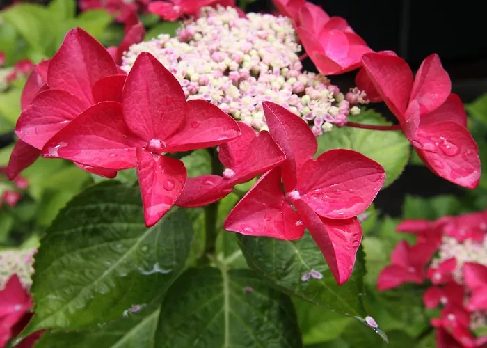 Prantner 2* İnnsbruck