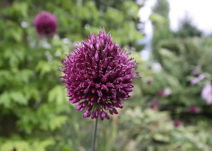 普拉特娜膳食公寓 招待所 因斯布鲁克