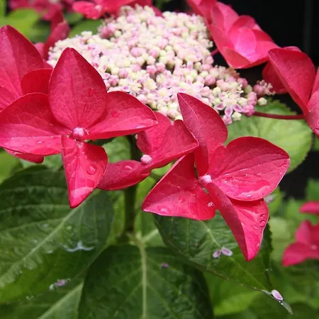 Prantner 2* Инсбрук